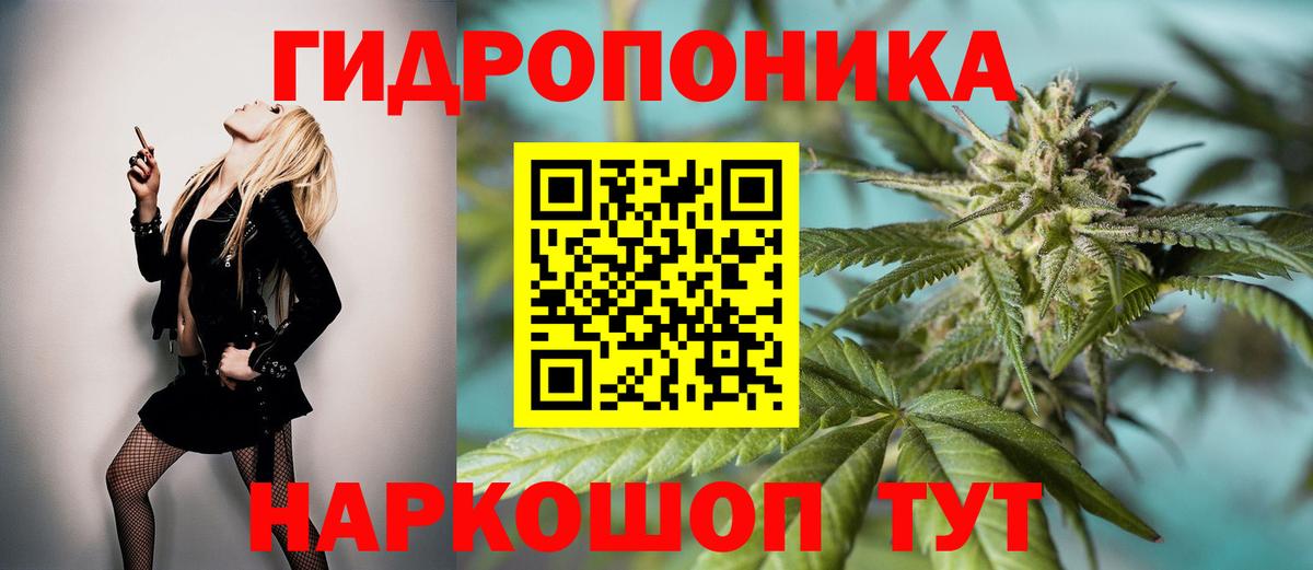 Конопля сатива Борзя